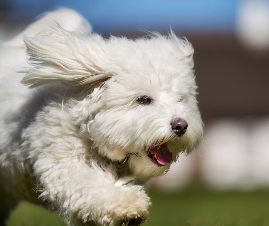 Coton de Tulear - Facts and Beyond