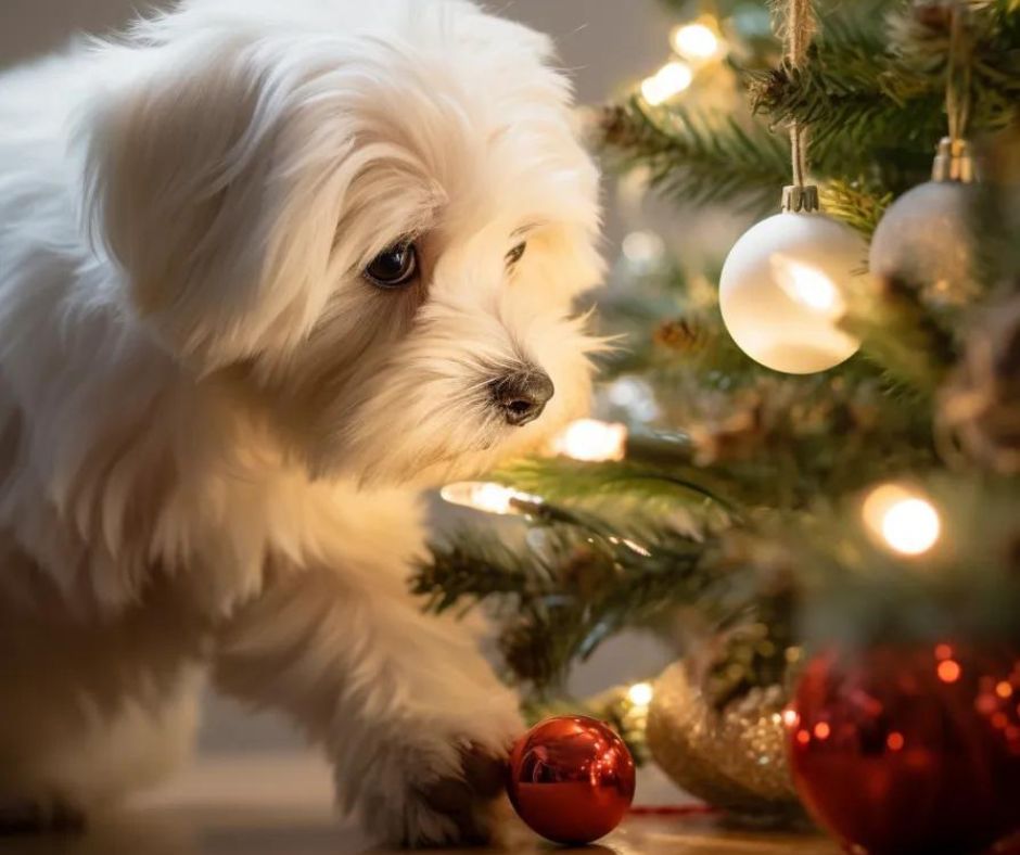 Dog Proof Christmas Tree Ideas for a Safe, Peaceful Holiday