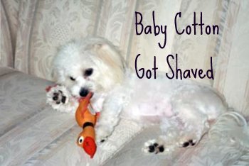 Coton de Tulear puppy cut