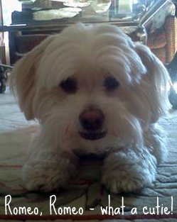 Coton de Tulear puppy cut