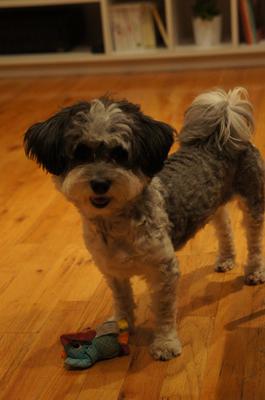 best dry dog food for coton de tulear