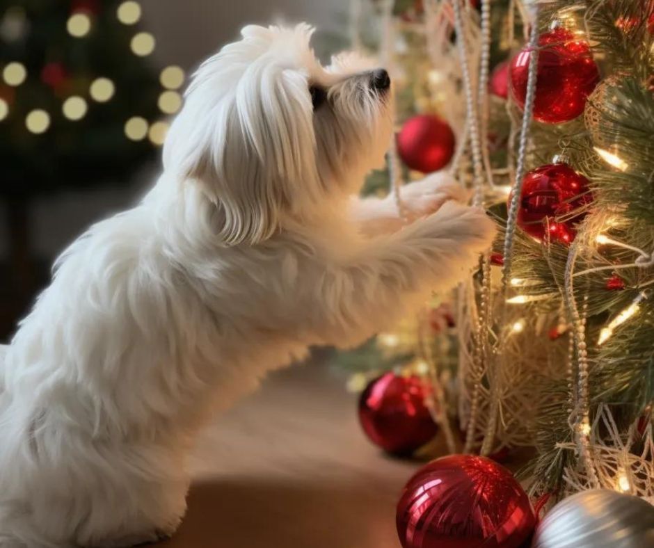 Coton de Tulear jumping on Christmas tree