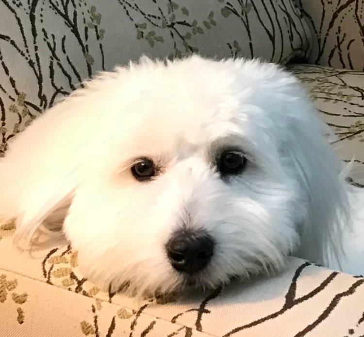 coton de tulear closeup 