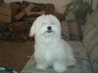 Coton de outlet tulear tear stains