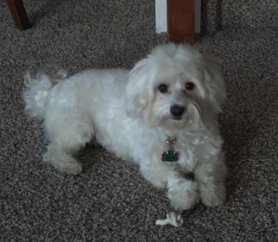 Coton De Tulear Separation Anxiety Help