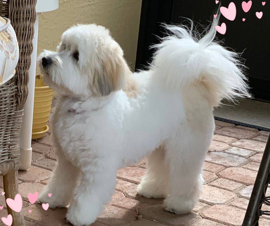 Coton de tulear small white dog hotsell