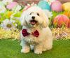 Forget the Easter Bunny, I’m the Easter Doggy! 