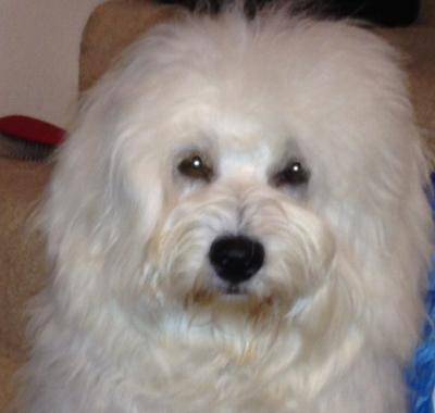 The best dog food for the Coton de Tulear